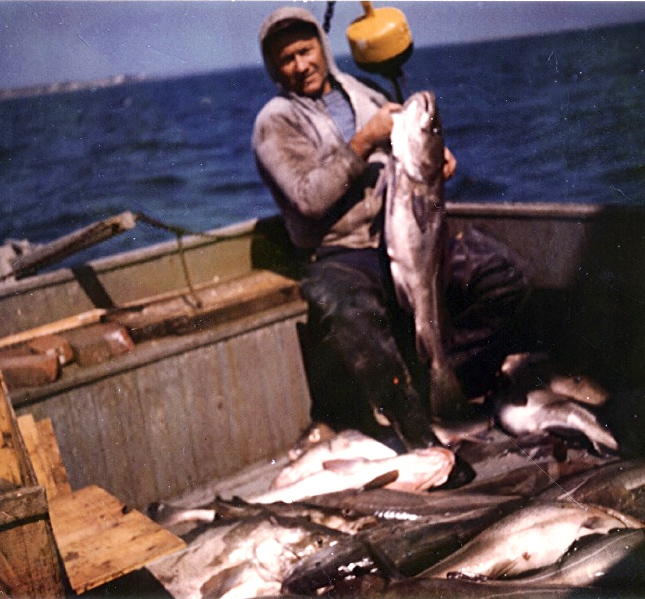 John R. Everett holding freshly caught cod fish on deck during winter long-lining in Buzzards Bay, Massachusetts.